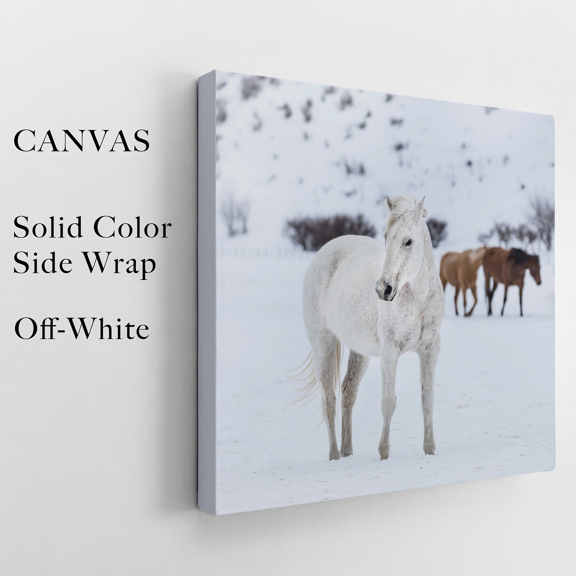 Curious Snow Horse (Art Print)